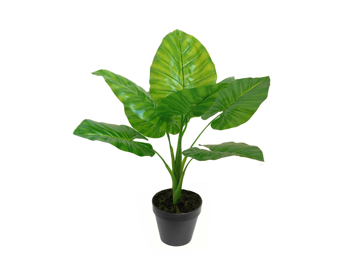 potted taro 60cm