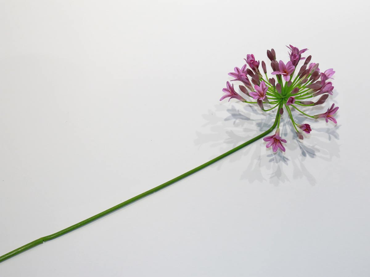 purple african lily 65cm