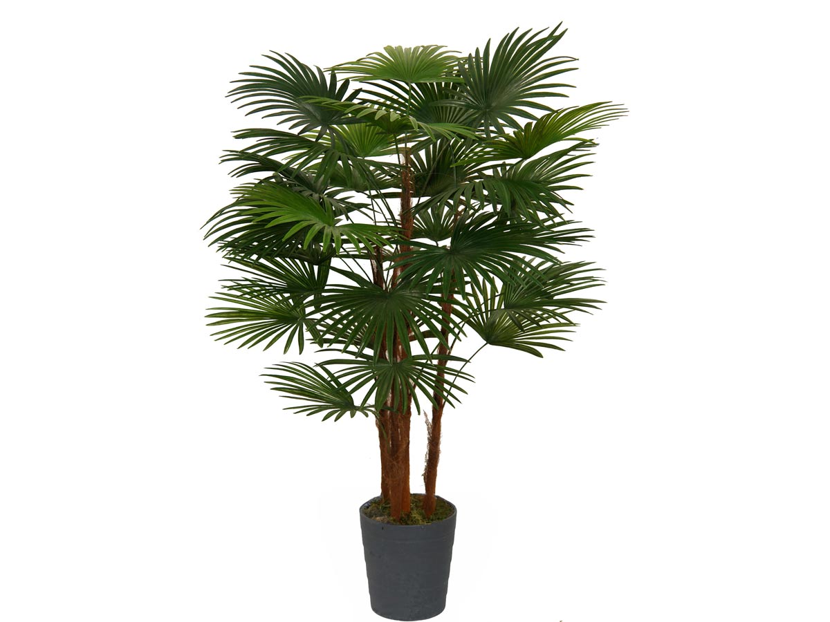 potted fortunei palm 95cm