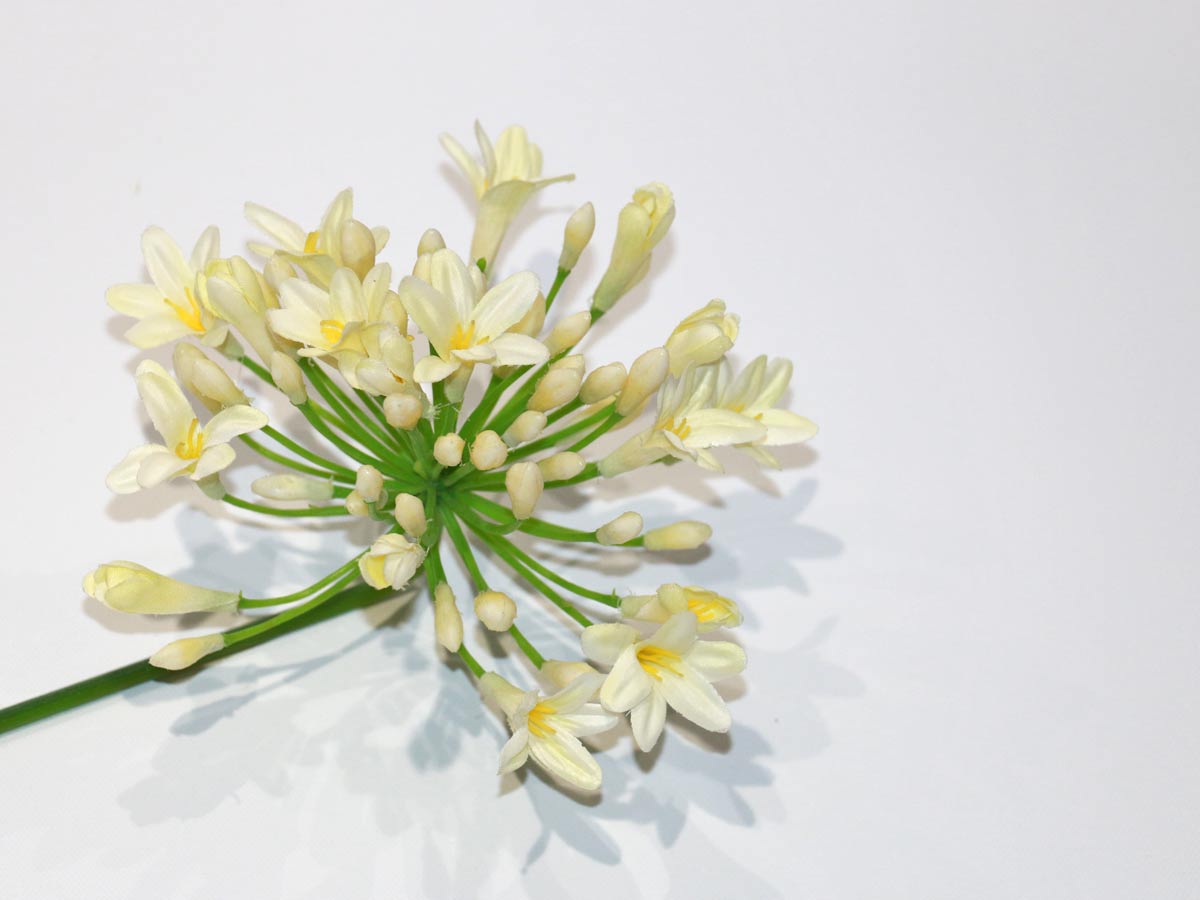 white african lily 65cm